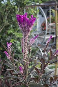 紫色鸡冠花植物图片