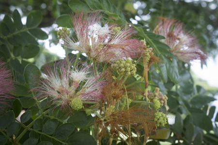 粉色丝绸花卉植物图片