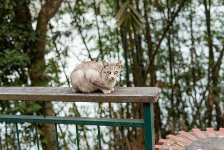 小心流浪猫在外面看着你图片