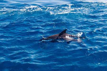 海豚在红海游泳图片