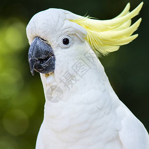 白天在大自然中外出的黄冠凤头鹦鹉图片