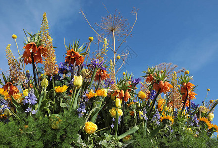用热带花卉装饰蓝天的植物区系图片