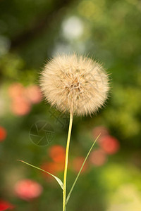 花朵的一朵花在春天绿草和图片