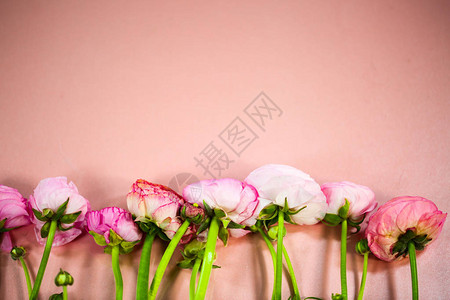 连续粉红色的毛茛属植物背景图片