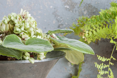 pewter花盆和绿色植物图片