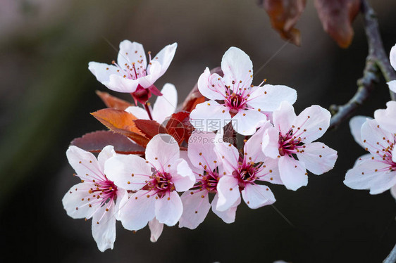 樱花在普鲁努斯树枝上或在图片