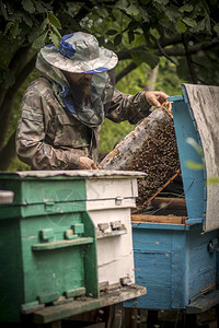 养蜂人得到蜜蜂的蜜梳子有蜜蜂的荨麻疹养蜂业正背景图片