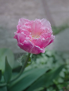 粉红色的春郁金花图片