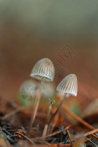 松树林里的小蘑菇图片