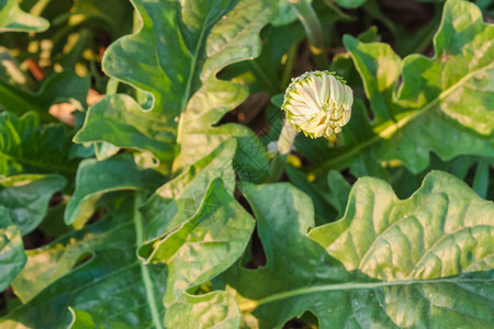 花园中萌芽的非洲菊雏花图片