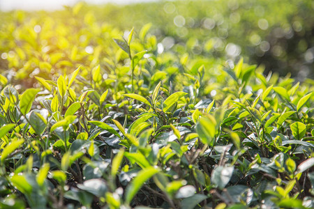 或黑龙茶叶早上在种植园的树上露图片