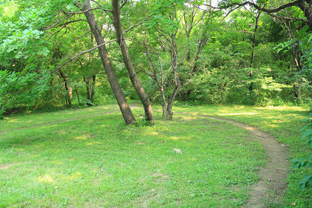 公园里的绿草和树木图片