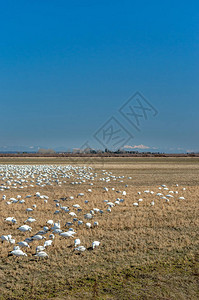 在加拿大不列颠哥伦比亚省三角洲市拉德纳附近的不伦瑞克角的农田里越冬的迁徙雪雁图片