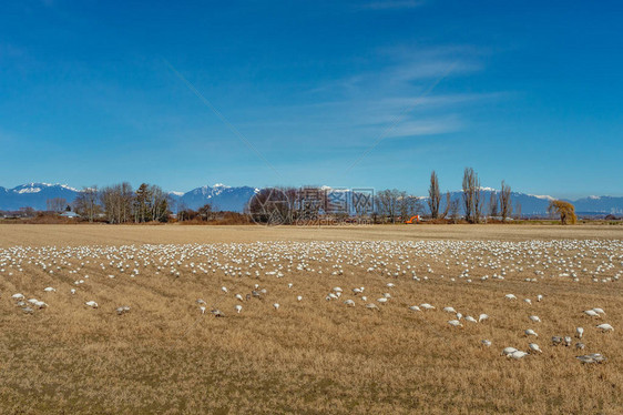 在加拿大不列颠哥伦比亚省三角洲市拉德纳附近的不伦瑞克角的农田里越冬的迁徙雪雁在觅食和休图片