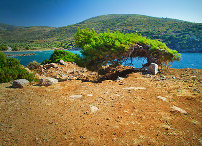 夏日清晨在希腊基奥斯岛的海面上吹风松树图片
