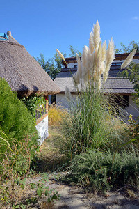 夏季多瑙河三角洲的小屋和芦苇图片