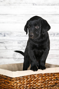 可爱的黑色实验室小狗图片