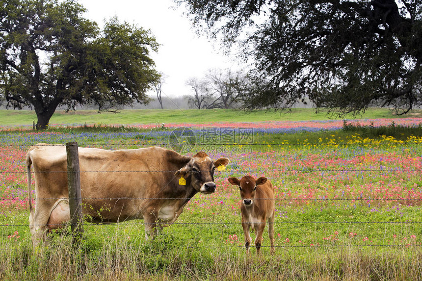 圣安东尼奥马刺最新直播精彩赛事全程呈现球迷不容错过的巅峰对决瞬间