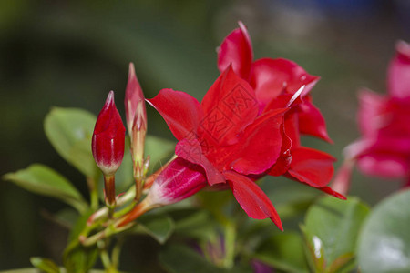 红色矮牵牛花特写图片