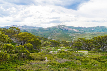 澳大利亚新南威尔士州科修斯科公园的澳大利亚本土森林植被自然背景背景图片
