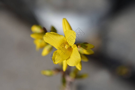 DwarfForsythiaMiniGold拉丁名xintermediaMin背景图片