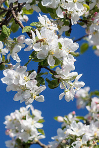 苹果树的分支在春季花期间图片