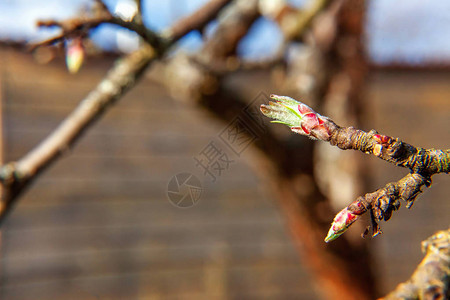 特写自然景观第一春柔和的叶子芽和树枝在阳光下发光图片