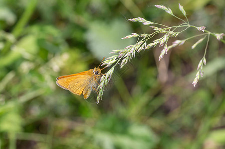 夏日时坐在一个耳朵植物上的蝴蝶SkipperHesperii图片