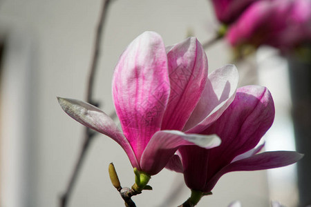 马格诺利亚花芽粉红花树关图片