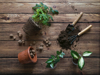 移植室内植物种植物家庭图片