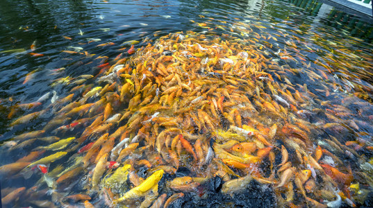 五颜六色的锦鲤或花式鲤鱼群在池塘里图片素材