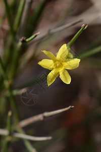 冬茉莉拉丁名Jasminumnudi图片