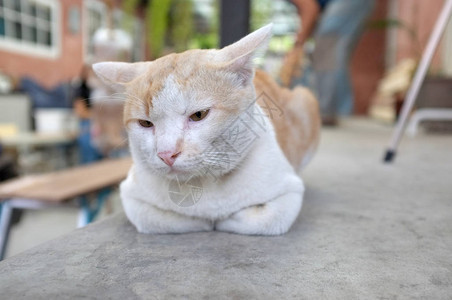 沉睡的可爱猫在地板上的概念平静和舒图片