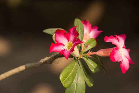 粉红色沙漠玫瑰花的特写图片