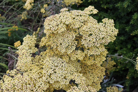 黄色观赏雅罗阿奇拉面粉品种IncaGold以中心为焦点的花朵和树图片