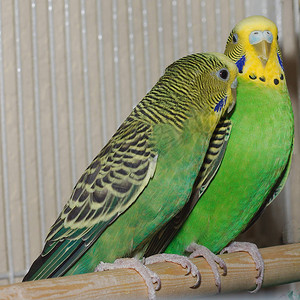 虎皮青椒紧贴照片一个标准的绿色和黄色鹦鹉在背景