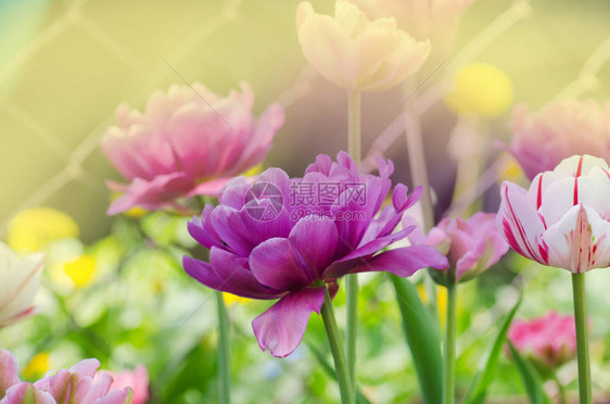 紫色郁金香花城市公园花里种着紫色图片