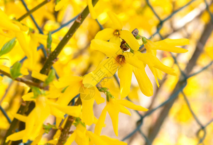 春天盛开的黄色连翘花图片