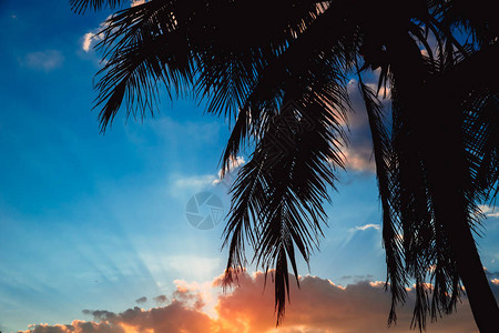 热带海滩与黄昏天空的棕榈树剪影图片