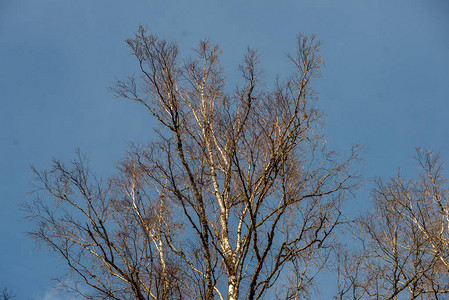 拉脱维亚乡村色彩缤纷的春天灌木没有叶子的树枝图片
