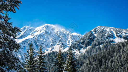 山峰和树木在阳光明媚的天下满雪图片