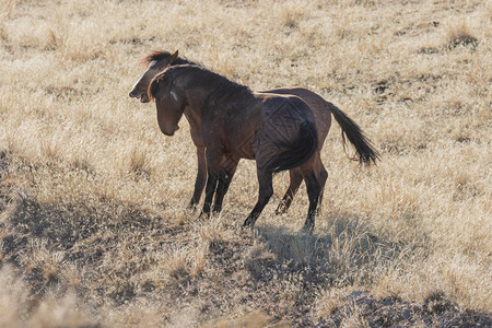 一对野马在犹他州沙漠中陪练图片
