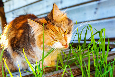 傲慢的短毛家养美丽虎斑猫吃着新鲜的绿草燕麦自然毛球治疗宠物护理健图片