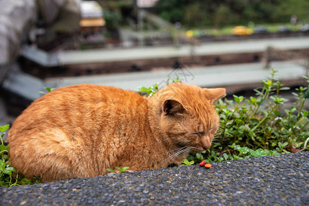侯硐猫村的可爱猫咪著名猫群该村位于平溪铁路沿线图片
