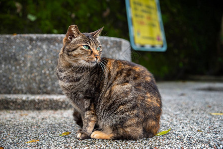 侯硐猫村的可爱猫咪著名猫群该村位于平溪铁路沿线图片