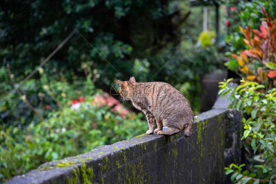 侯硐猫村的可爱猫咪著名猫群该村位于平溪铁路沿线图片