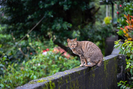 侯硐猫村的可爱猫咪著名猫群该村位于平溪铁路沿线图片