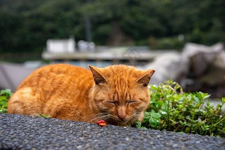 侯硐猫村的可爱猫咪著名猫群该村位于平溪铁路沿线图片