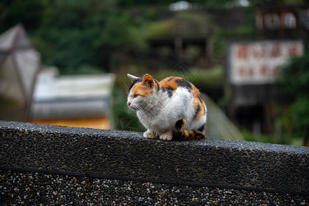 侯硐猫村的可爱猫咪著名猫群该村位于平溪铁路沿线图片