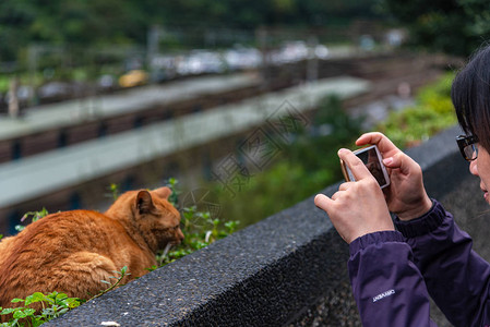 侯硐猫村的可爱猫咪著名猫群该村位于平溪铁路沿线图片